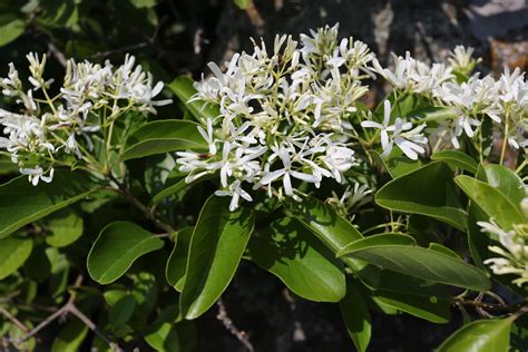 流蘇樹風水|流蘇樹 (Chionanthus retusus)